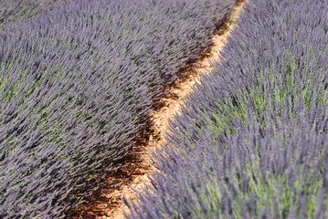 provence