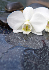 Obraz na płótnie Canvas Single white orchid and black stones close up.