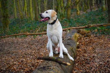 Young yellow Labrador Retriever dog playing in a park/forest.