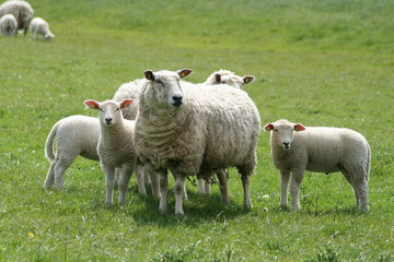 Naklejka na ściany i meble Schafe auf einer Weide