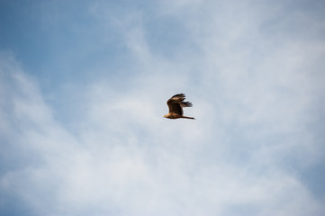 Adler