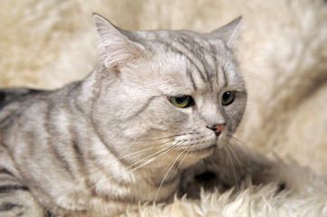 Beautiful gray striped British cat