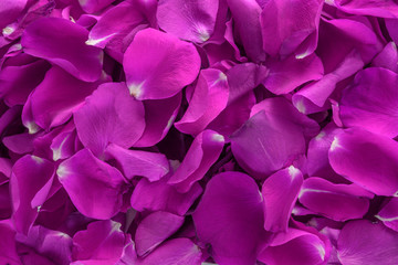 Fototapeta premium Background from rose's petals