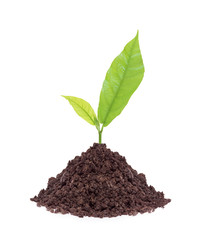 Young plant in ground isolated on white background