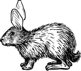 Rabbit vector illustration