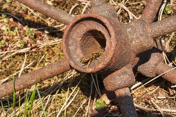 Wasp in the garden. Dangerous insects.