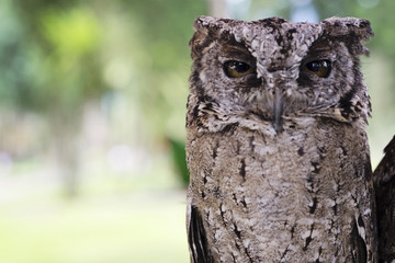 Owl on the stick