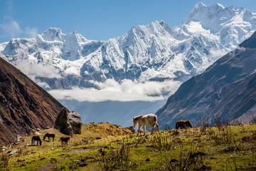 Fototapete Manaslu Trekker auf Manaslu Circuit Trek in Nepal