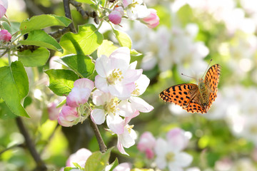 Frühling 428 © K.-U. Häßler