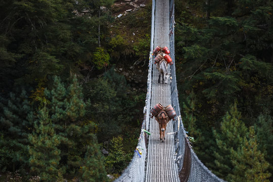 Donkeys carry provision over suspension bridge to high villages in Himalayas, Nepal