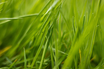 Fototapeta na wymiar Gras im Sommer