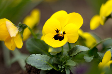 Gelbes Stiefmütterchen im Garten