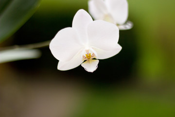 Weiße Orchideen im Grünen