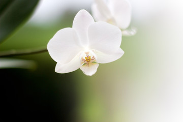 Fototapeta na wymiar Weiße Orchideen