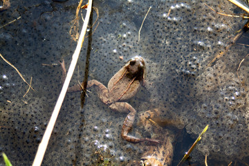 Frosch mit Nachwuchs