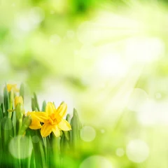 Photo sur Aluminium Narcisse Bright green spring background