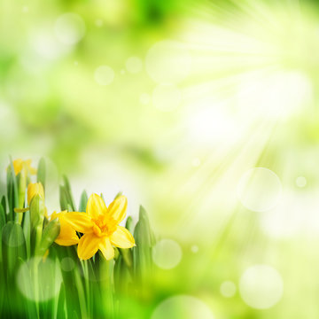Bright green spring background