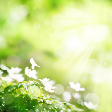 Bright green spring background