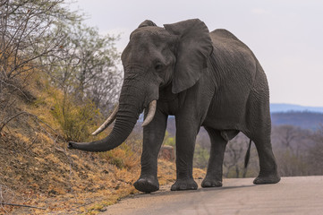 Fototapeta na wymiar Large male elephant with ivory tusks in tack, Kruger National Park, South Africa
