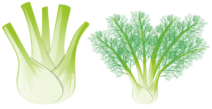 Fennel clip art preview
