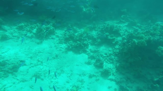 Underwater world of a reef, slow motion