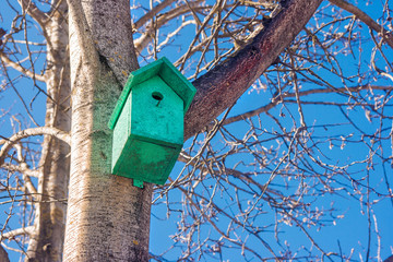 birdhouse on a tree in the spring