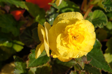 Yellow begonia flower in garden
