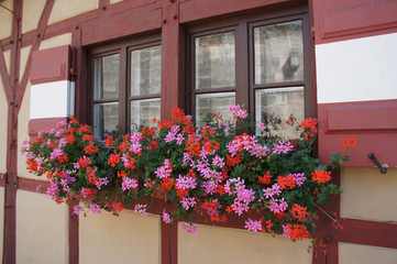 Fototapeta na wymiar Window of house with red and pink geranium flowers 