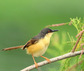 Ashy Prinia sitting on Branch