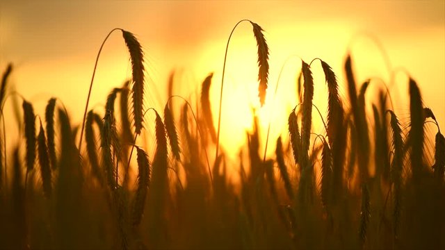 Wheat field. Ears of golden wheat close up. Beautiful nature sunset landscape. 4K UHD video 3840X2160