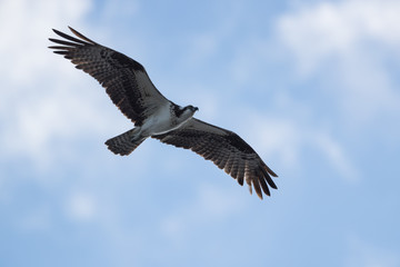 Obraz premium Osprey, —also called Fish eagle, Sea hawk, River hawk, and fish hawk—is a diurnal, fish-eating bird of prey.