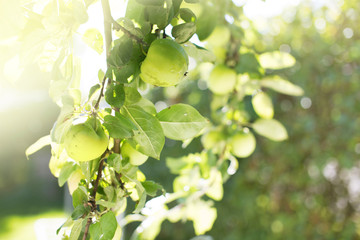 Apple Tree Branch Bending Down from Weight of Apples