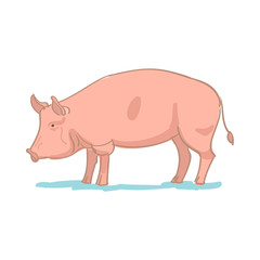 Realistic colored sketch vector illustration of farm pig
