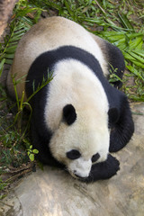 Obraz premium Image of a panda on nature background. Wild Animals.