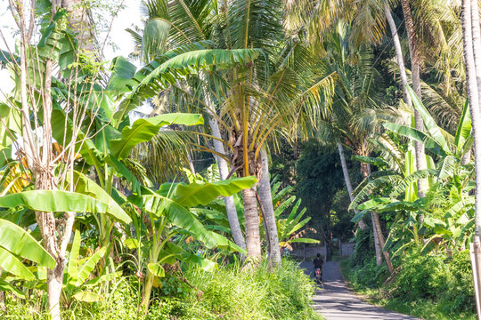 Tropical landscape with palms. Holiday and vacation concept. Tropical Bali island, Indonesia.