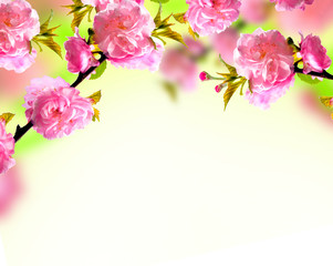 Fototapeta na wymiar Pink sakura blossom, spring background