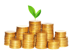 golden coins and green plant isolated on white