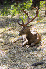 Naklejka na ściany i meble Image of a deer relax on nature background. wild animals.