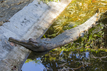 Image of a gavial on the water. Wild Animals.