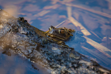 Frosch - Paarung