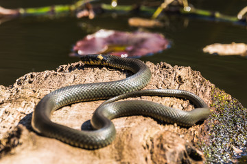 Ringelnatter - Natrix natrix