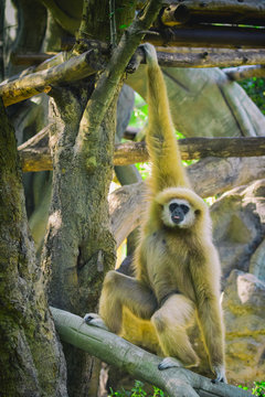 Image of a gibbon swing on trees. Wild Animals.