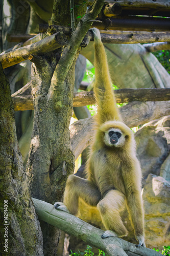 Image Of A Gibbon Swing On Trees Wild Animals Stock Photo