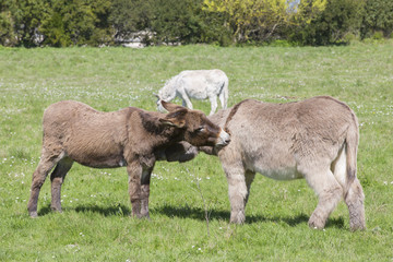 Couple d'ânes