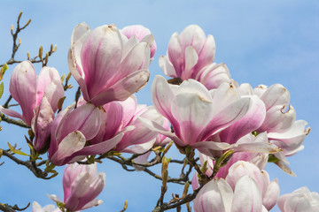 Magnolias Blooming on Blue Sky Background Beautiful Plants Real Outdoor Foliage Tree Decoration Purple White