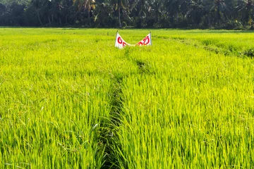 Foto auf Glas Reisfelder in Sri Lanka © rijkkaa