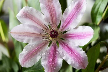 Fototapeten Eine Makroaufnahme einer Blume, die in den Niederlanden vorkommt © rijkkaa
