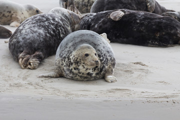 Foto van zeehonden op een zandplaat in de buurt van  Vlieland. © rijkkaa