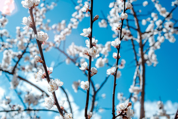 Cherry blossoms against the blue sky