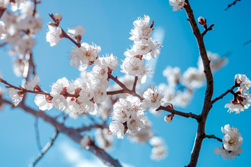 Cherry blossoms against the blue sky
